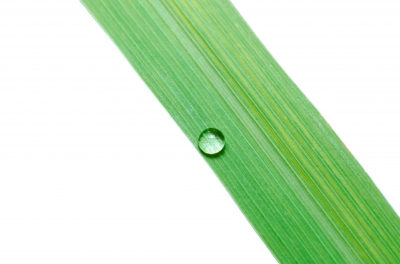 Water Drops on Green Leaf Isolated